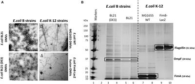 Reciprocal Packaging of the Main Structural Proteins of Type 1 Fimbriae and Flagella in the Outer Membrane Vesicles of “Wild Type” Escherichia coli Strains